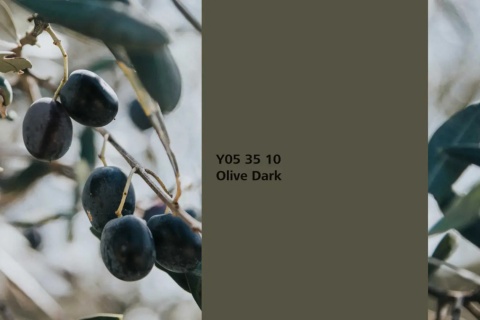 Olive Dark