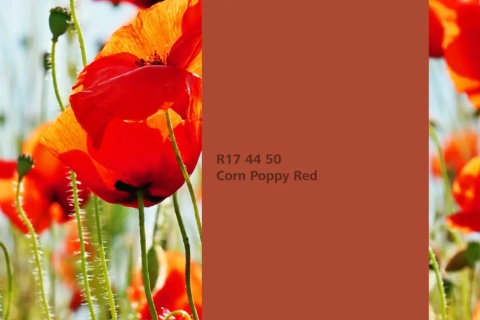Corn Poppy Red