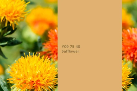 Safflower