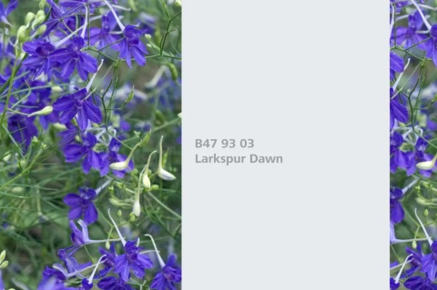Larkspur Dawn