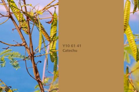 Catechu