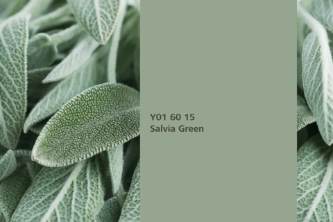 Salvia Green