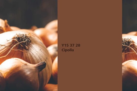 Cipolla